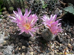Echinocereus reichenbachii 